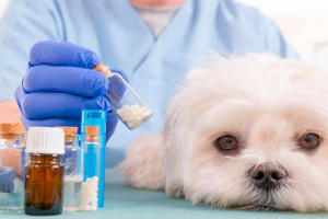 Što ako pas ima zatvor?